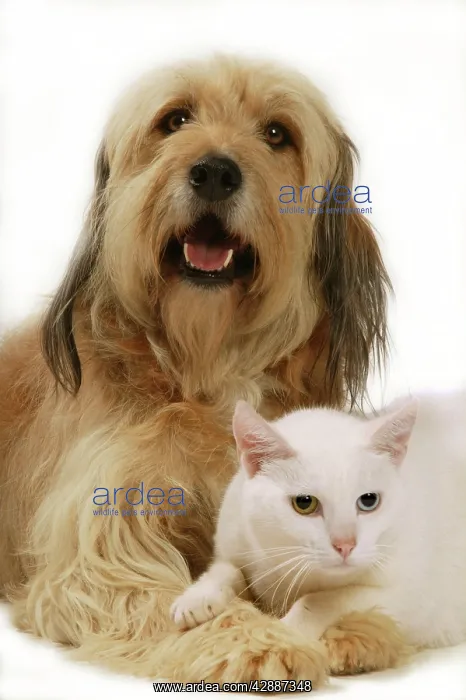  : Dog - Mongrel with white cat with odd eyes