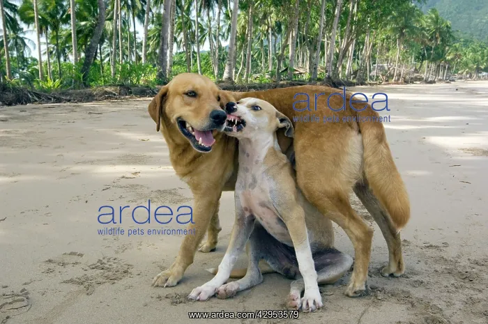 : Dog - mongrels play, imitating aggression (the : Dog - mongrels play, imitating aggression (the