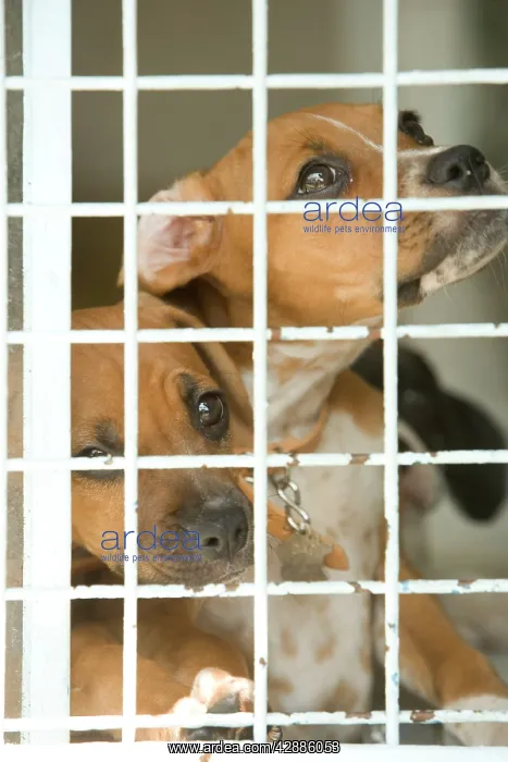  : Dog - two Mongrels at rescue centre