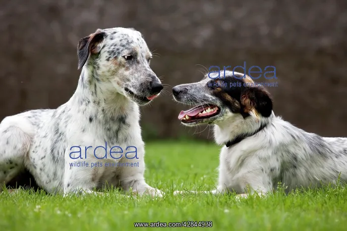  : Dog - two Mongrels sniffing each other in garden