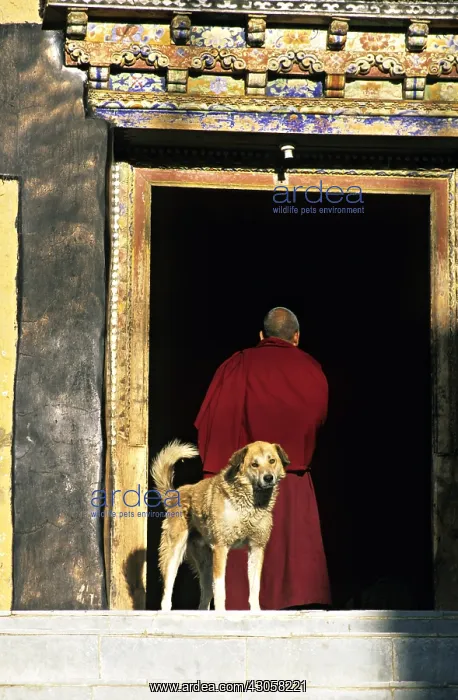 : Dog and Monk Monastery Thiksey Leh India : Dog and Monk Monastery Thiksey Leh India