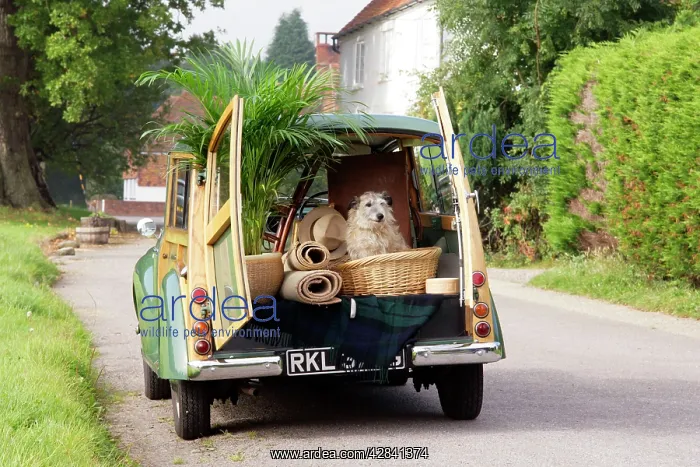: Dog - in back of Morris Minor Traveller 1969 during : Dog - in back of Morris Minor Traveller 1969 during