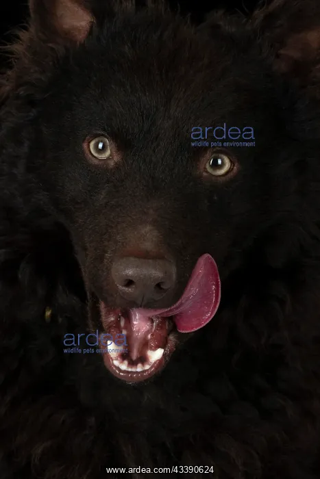 : DOG, MUDI, PORTRAIT, FACE, EYES, STUDIO, one, alone, single, mudis, bl : DOG, MUDI, PORTRAIT, FACE, EYES, STUDIO, one, alone, single, mudis, bl