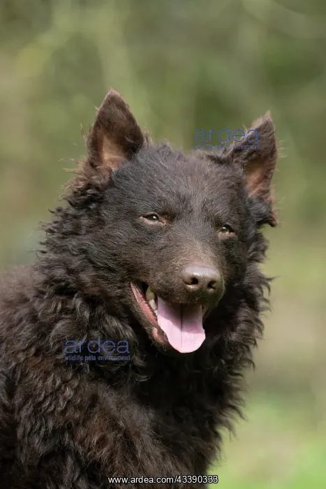 : DOG. Mudi, portrait, head shot, out doors : DOG. Mudi, portrait, head shot, out doors