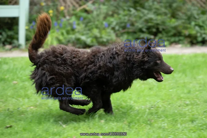 : DOG. Mudi, running in a garden : DOG. Mudi, running in a garden