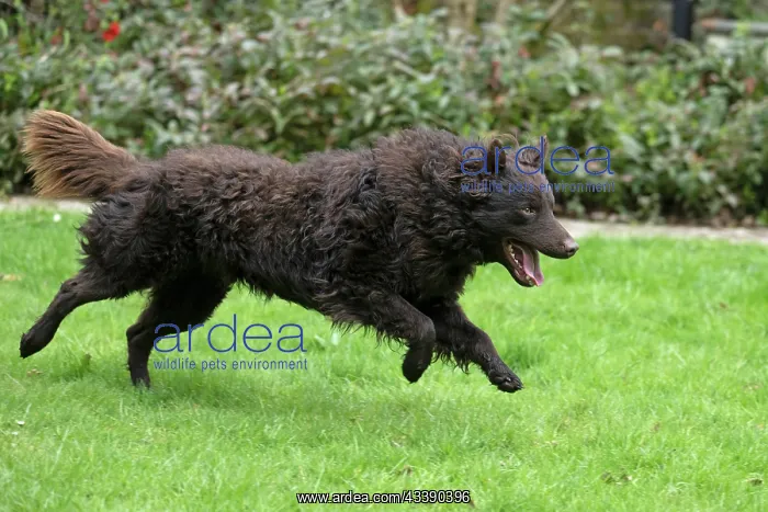 : DOG. Mudi, running in a garden : DOG. Mudi, running in a garden