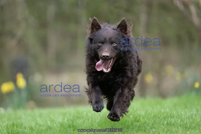 : DOG. Mudi, running in a garden : DOG. Mudi, running in a garden