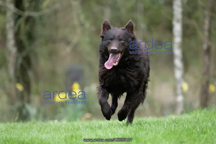 : DOG. Mudi, running in a garden : DOG. Mudi, running in a garden