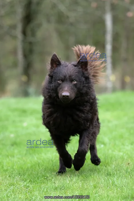 : DOG. Mudi, running in a garden : DOG. Mudi, running in a garden