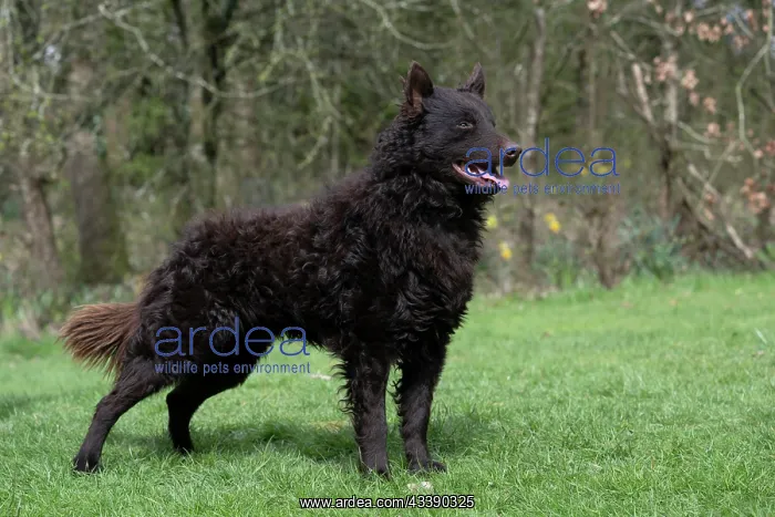 : DOG. Mudi, standing, show pose, in a garden : DOG. Mudi, standing, show pose, in a garden