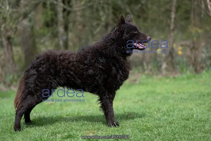 : DOG. Mudi, standing, show pose, in a garden : DOG. Mudi, standing, show pose, in a garden