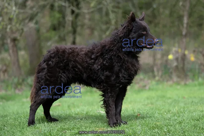 : DOG. Mudi, standing, show pose, in a garden : DOG. Mudi, standing, show pose, in a garden