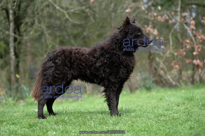 : DOG. Mudi, standing, show pose, in a garden : DOG. Mudi, standing, show pose, in a garden