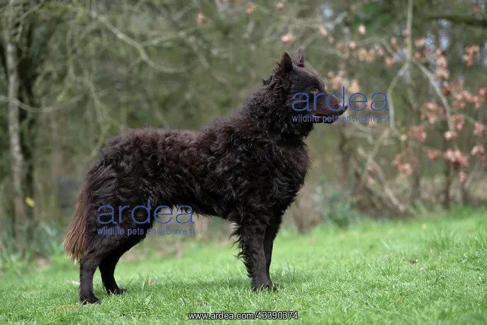 : DOG. Mudi, standing, show pose, in a garden : DOG. Mudi, standing, show pose, in a garden
