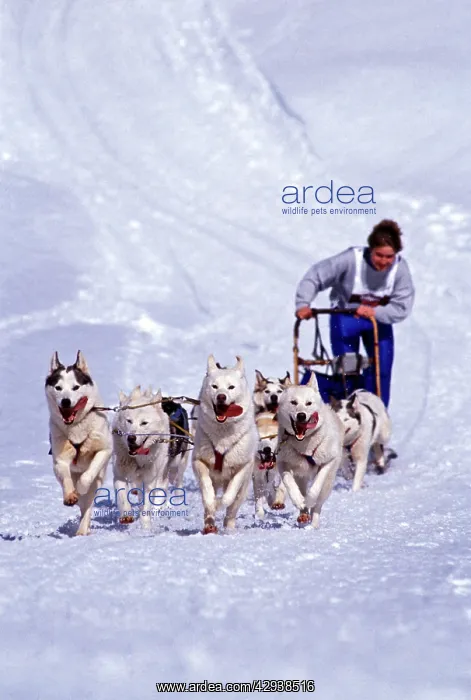: Dog - Musher with Siberian Husky sled-dog-team in action : Dog - Musher with Siberian Husky sled-dog-team in action