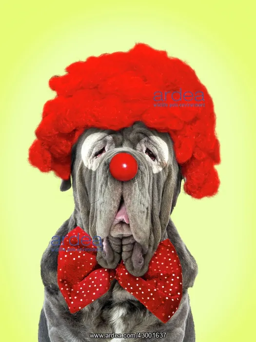 : Dog - Neapolitan Mastiff : Dog - Neapolitan Mastiff