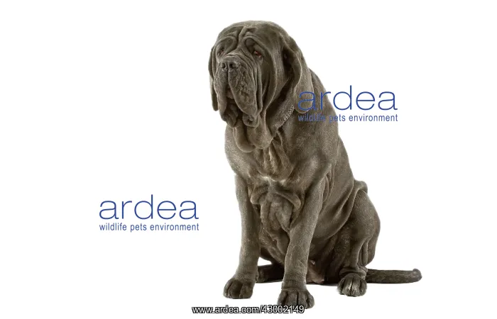 : Dog - Neapolitan Mastiff : Dog - Neapolitan Mastiff