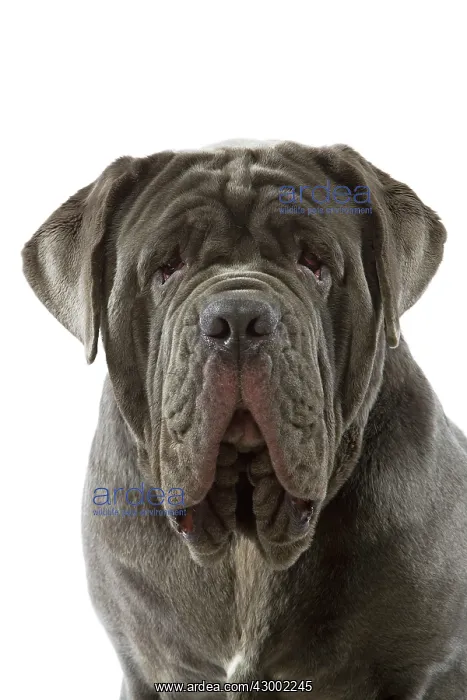 : Dog - Neapolitan Mastiff : Dog - Neapolitan Mastiff