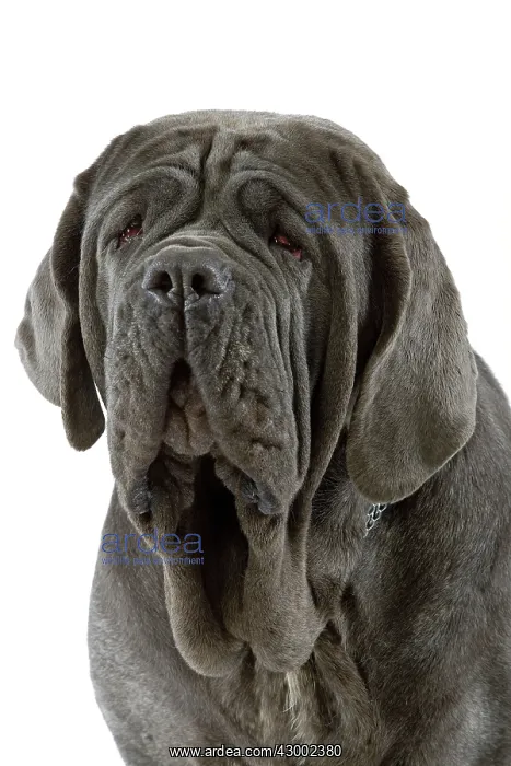 : Dog - Neapolitan Mastiff : Dog - Neapolitan Mastiff
