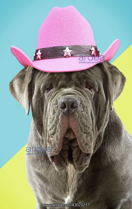 : Dog Neapolitan Mastiff : Dog Neapolitan Mastiff