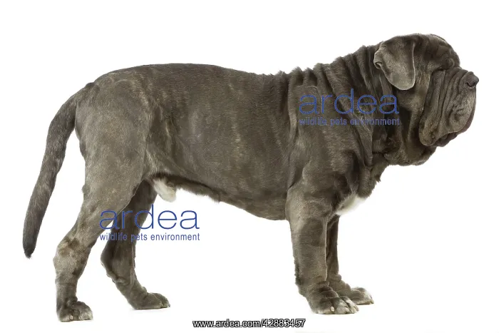 : Dog - Neapolitan Mastiff / Mastino Napoletano / : Dog - Neapolitan Mastiff / Mastino Napoletano /