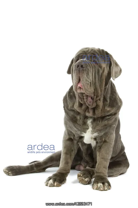 : Dog - Neapolitan Mastiff / Mastino Napoletano / : Dog - Neapolitan Mastiff / Mastino Napoletano /