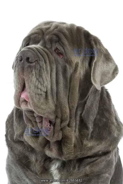 : Dog - Neapolitan Mastiff / Mastino Napoletano / : Dog - Neapolitan Mastiff / Mastino Napoletano /