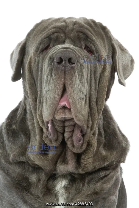 : Dog - Neapolitan Mastiff / Mastino Napoletano / : Dog - Neapolitan Mastiff / Mastino Napoletano /