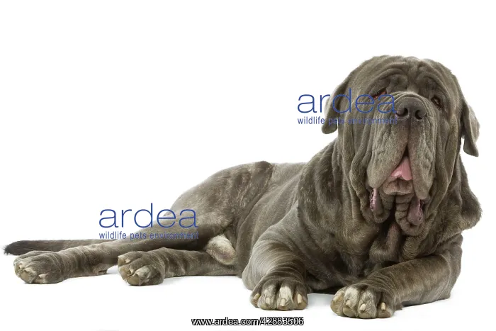  : Dog - Neapolitan Mastiff  /  Mastino Napoletano  / 