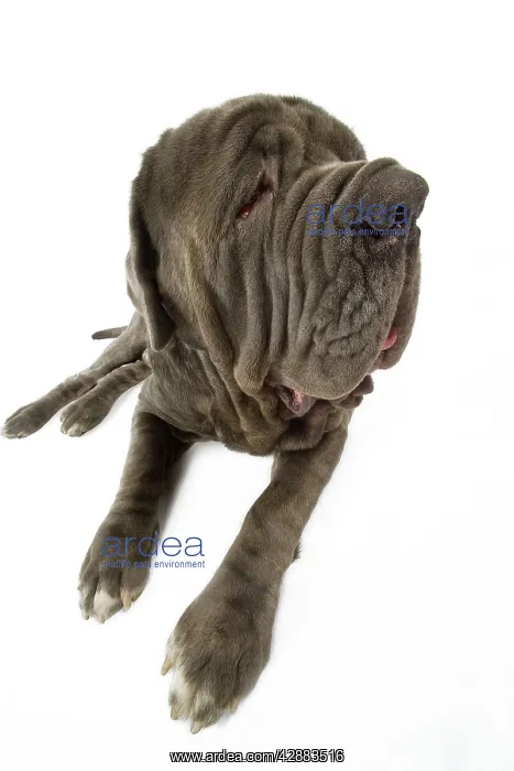 : Dog - Neapolitan Mastiff  /  Mastino Napoletano  / 