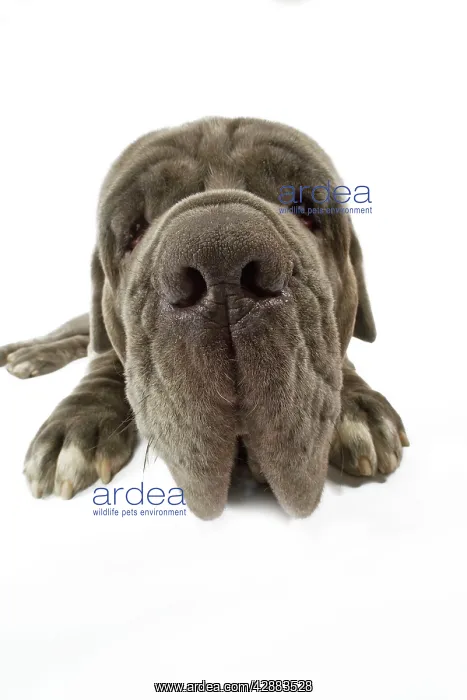 : Dog - Neapolitan Mastiff / Mastino Napoletano / : Dog - Neapolitan Mastiff / Mastino Napoletano /