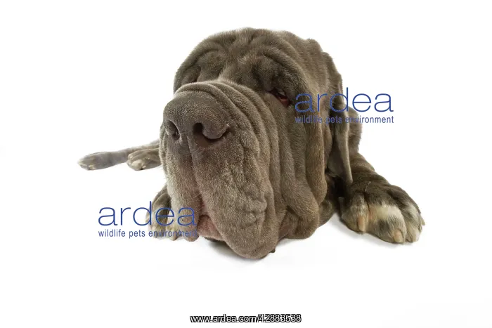 : Dog - Neapolitan Mastiff / Mastino Napoletano / : Dog - Neapolitan Mastiff / Mastino Napoletano /