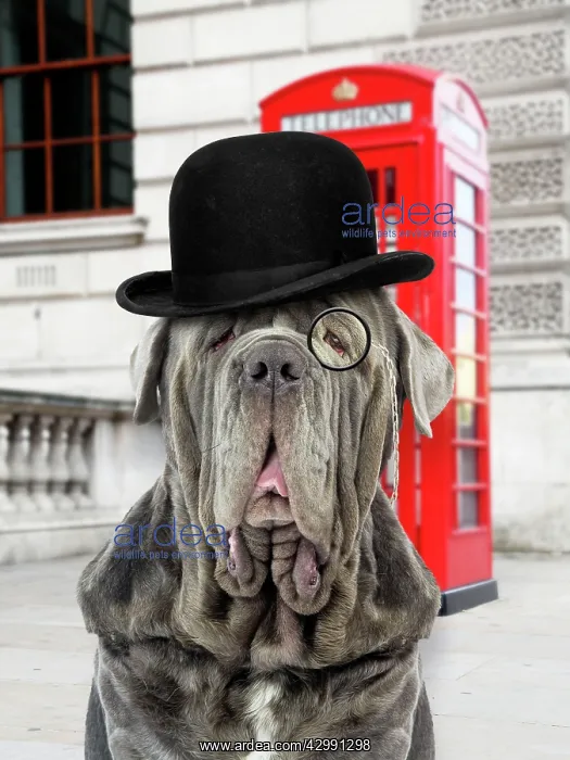 : Dog - Neapolitan Mastiff / Mastino Napoletano / : Dog - Neapolitan Mastiff / Mastino Napoletano /