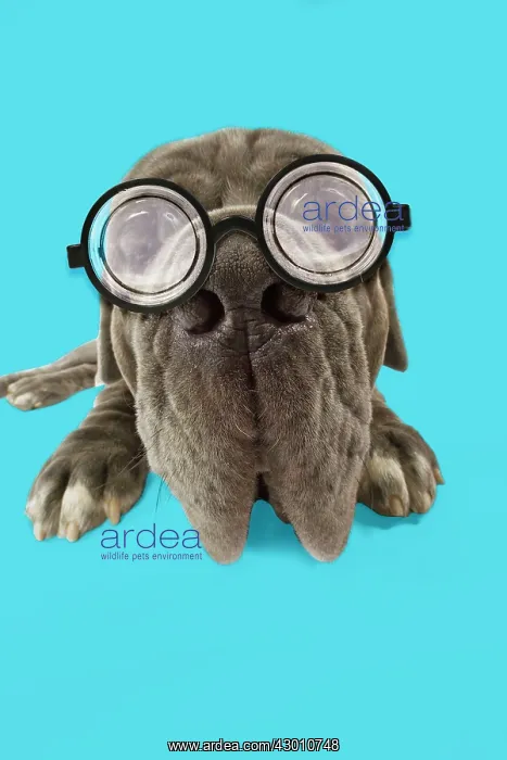 : Dog - Neapolitan Mastiff / Mastino Napoletano / : Dog - Neapolitan Mastiff / Mastino Napoletano /
