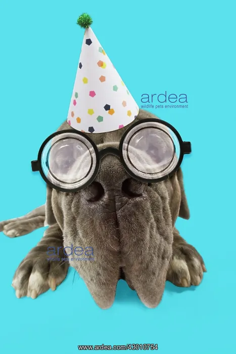: Dog - Neapolitan Mastiff / Mastino Napoletano / : Dog - Neapolitan Mastiff / Mastino Napoletano /