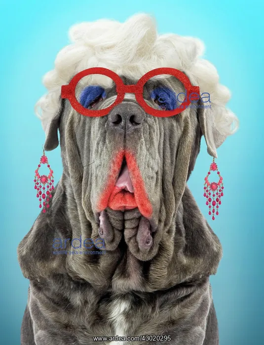 : Dog Neapolitan Mastiff / Mastino Napoletano / Matin : Dog Neapolitan Mastiff / Mastino Napoletano / Matin