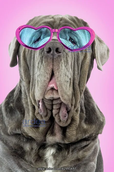 : Dog - Neapolitan Mastiff / Mastino Napoletano / Matin de Nap : Dog - Neapolitan Mastiff / Mastino Napoletano / Matin de Nap