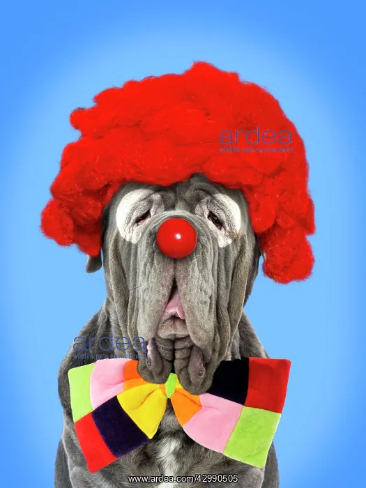 : Dog - Neapolitan Mastiff / Mastino Napoletano / Matin de Nap : Dog - Neapolitan Mastiff / Mastino Napoletano / Matin de Nap
