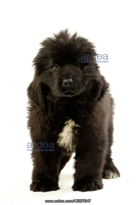  : Dog Newfoundland 2 month old puppy