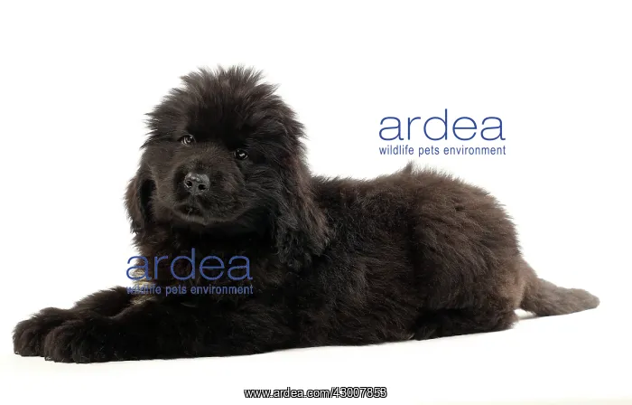  : Dog Newfoundland 2 month old puppy