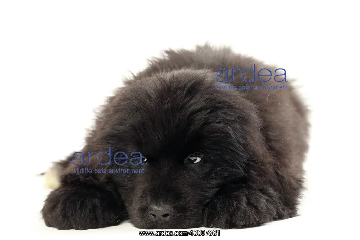 : Dog Newfoundland 2 month old puppy : Dog Newfoundland 2 month old puppy