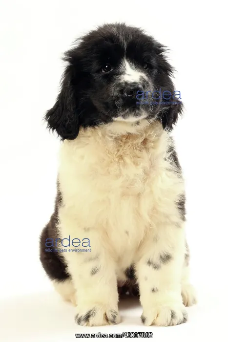  : Dog Newfoundland 2 month old puppy