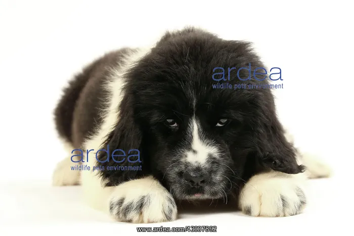  : Dog Newfoundland 2 month old puppy
