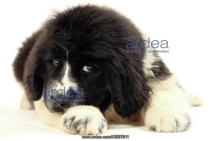  : Dog Newfoundland 2 month old puppy