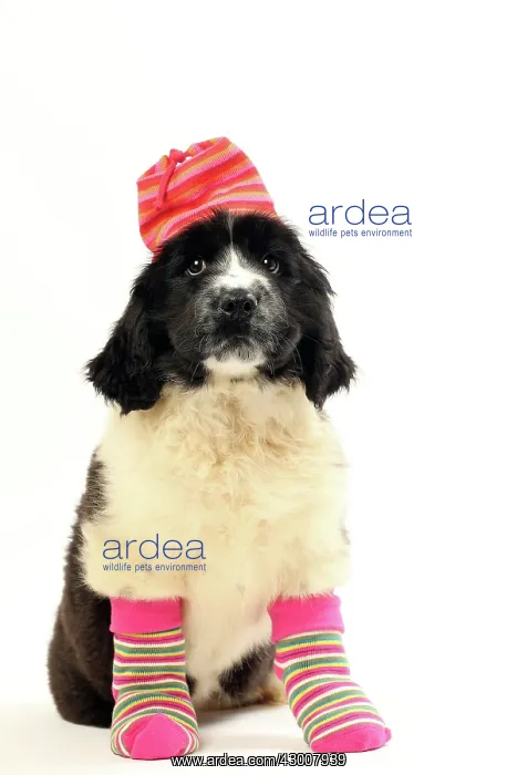 : Dog Newfoundland 2 month old puppy. wearing socks and hat : Dog Newfoundland 2 month old puppy. wearing socks and hat