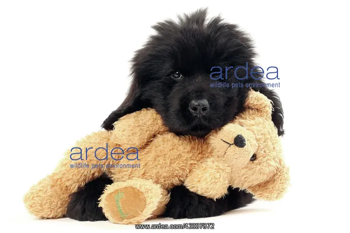 : Dog Newfoundland 2 month old puppy. with teddy bear : Dog Newfoundland 2 month old puppy. with teddy bear