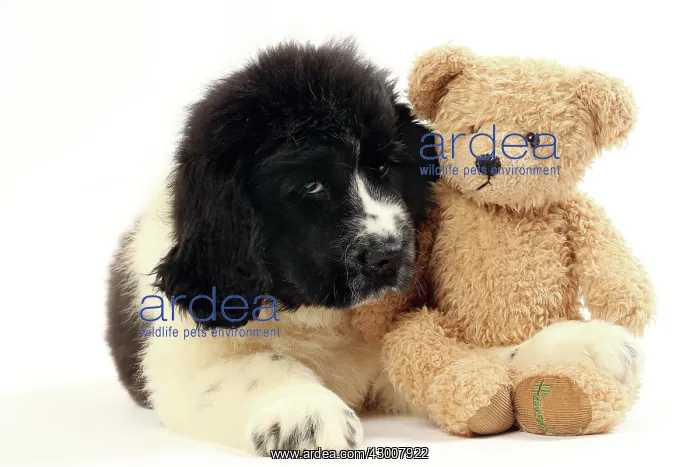 : Dog Newfoundland 2 month old puppy. with teddy bear : Dog Newfoundland 2 month old puppy. with teddy bear