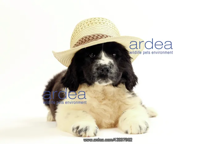: Dog Newfoundland 2 month old puppy. wearing hat : Dog Newfoundland 2 month old puppy. wearing hat