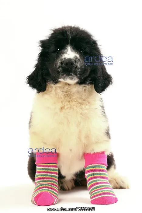 : Dog Newfoundland 2 month old puppy. wearing socks : Dog Newfoundland 2 month old puppy. wearing socks