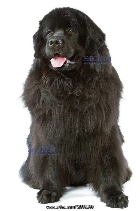 : Dog - Newfoundland